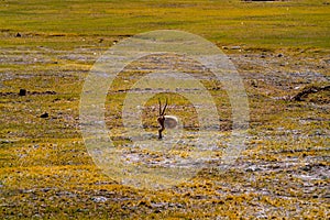 Tibetan antelope in Ngari, Tibet, China