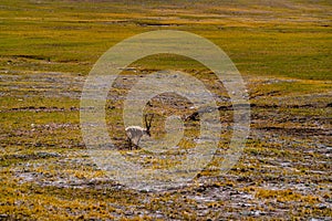 Tibetan antelope in Ngari, Tibet, China