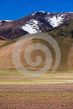 Tibetan antelope in Ngari, Tibet, China summer