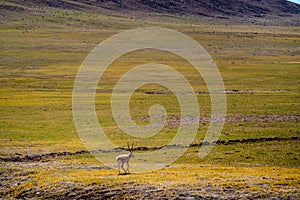 Tibetan antelope in Ngari, Tibet, China summer