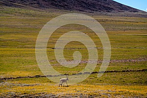 Tibetan antelope in Ngari, Tibet, China summer