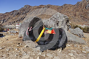 Tibetan black color head and body fur yak with saddle for ride stand on yellow clay in winter in Tashi Delek near Gangtok.
