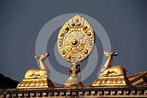 Tibetan Buddhist deer