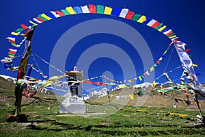 Tibetan buddhist prayer flags and stupa on wild flower field in