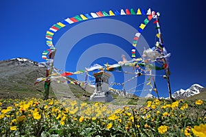 Tibetan buddhist prayer flags and stupa on wild flower field in