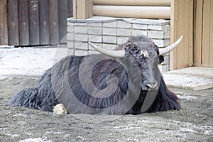 Tibetan bull. Yak.