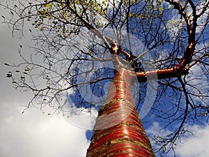 Tibetan Cherry Tree