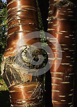 Tibetan cherry trunks