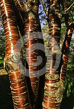 Tibetan cherry trunks