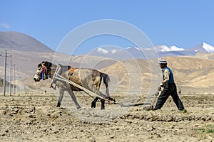 Tibetan farmer plough by draught horse on farmland in Tibet, China