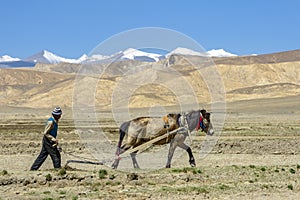 Tibetan farmer plough by draught horse on farmland in Tibet, China
