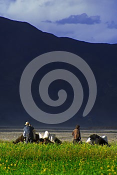 Tibetan farmers in field