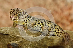 Tibetan Frog Eyed gecko Teratoscincus roborowskii standing on stone facing forward