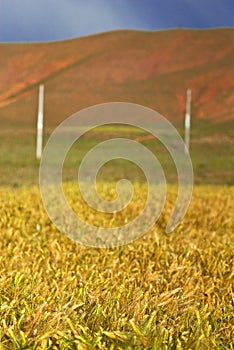 Tibetan Grasslands