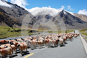 Tibetan herdsman photo