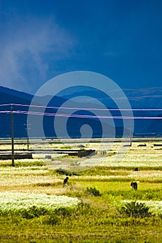 Tibetan landscape