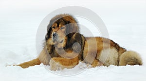 Tibetan mastiff