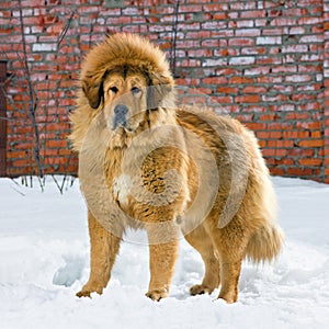 Tibetan Mastiff