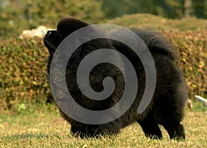 Tibetan Mastiff