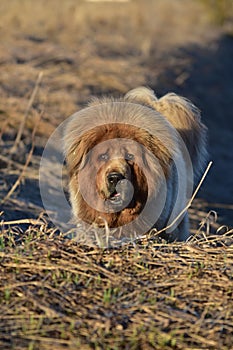 Tibetan Mastiff