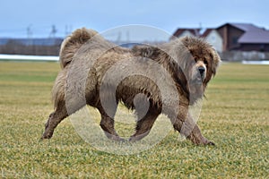 Tibetan Mastiff