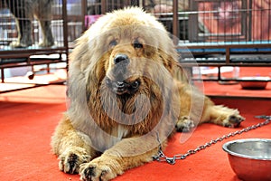 Tibetan mastiff