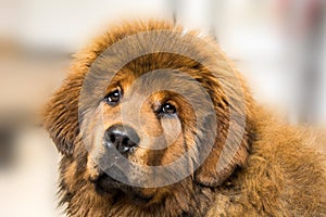 Tibetan Mastiff