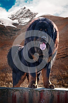 Tibetan Mastiff