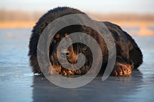 Tibetan Mastiff