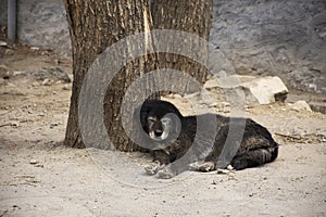 Tibetan Mastiff or Canis lupus familiaris dog sleeping relax on floor in Leh Ladakh village in Jammu and Kashmir, India