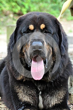 Tibetan mastiff close up