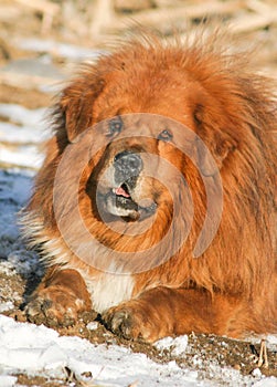 Tibetan Mastiff Dog