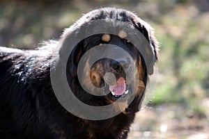 Tibetan Mastiff Dog