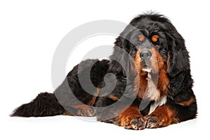 Tibetan Mastiff dog graceful lying photo