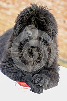 Tibetan Mastiff Dog