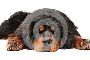 Tibetan Mastiff dog is sleeping