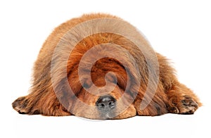 Tibetan Mastiff dog sleeping on white background