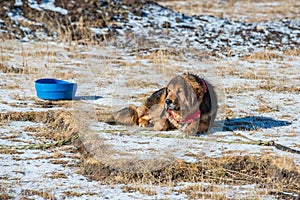 Tibetan mastiff is guarding the entry to nomads camp