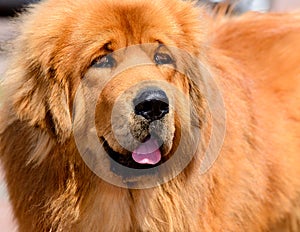 Tibetan Mastiff portrait.