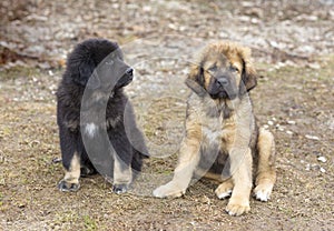 Tibetan Mastiff puppies