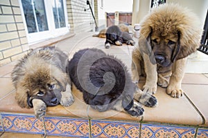 Tibetano alano cuccioli 