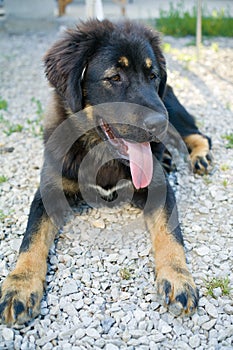 Tibetan Mastiff Puppy