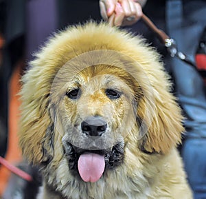 Tibetan mastiff puppy