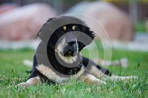 Tibetan mastiff puppy