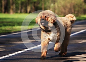 Tibetan Mastiff puppy