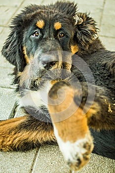 The Tibetan Mastiff puppy.