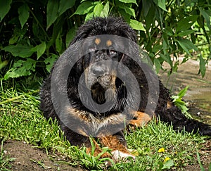 The Tibetan Mastiff puppy.