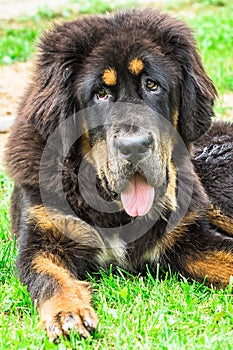 The Tibetan Mastiff puppy.