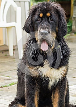 The Tibetan Mastiff puppy.