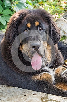 The Tibetan Mastiff puppy.